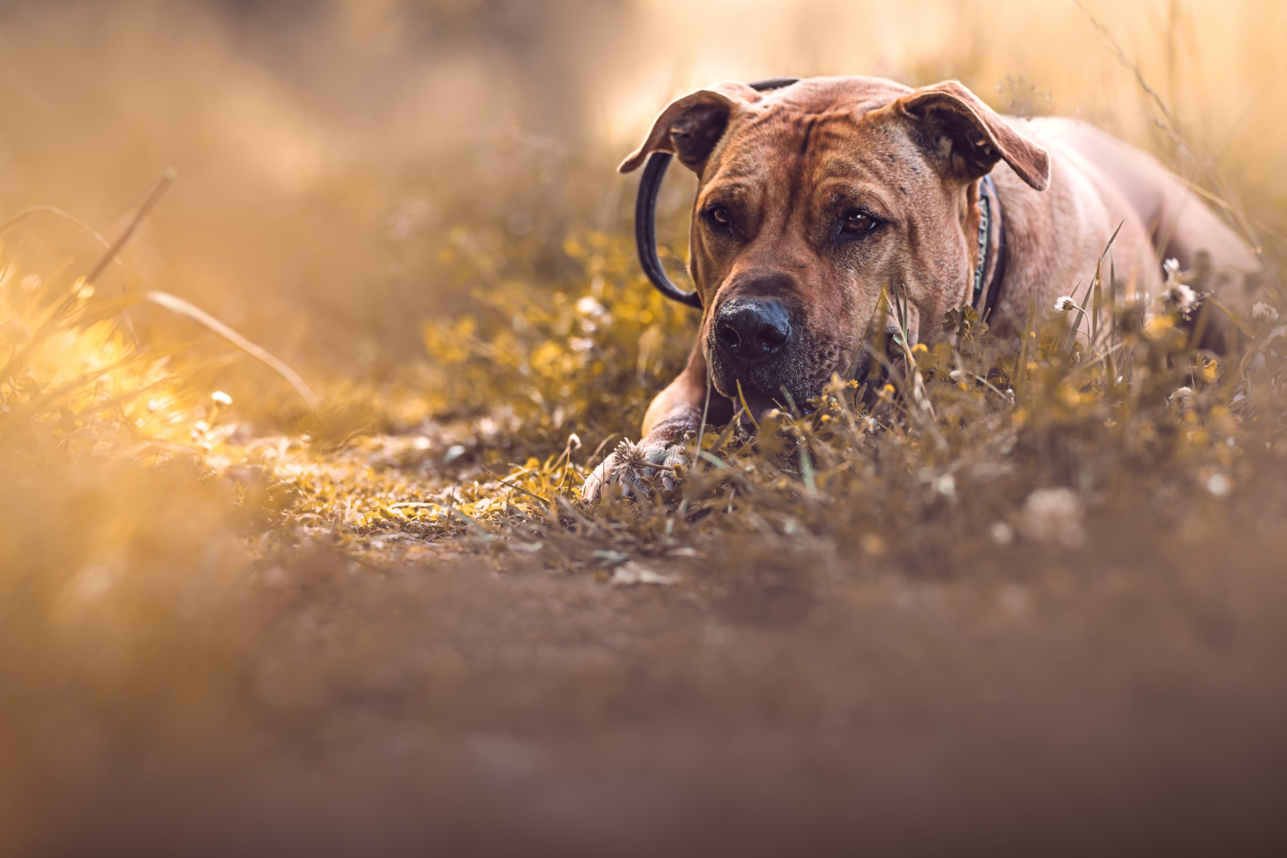 american staffordshire terrier comportementaliste canin