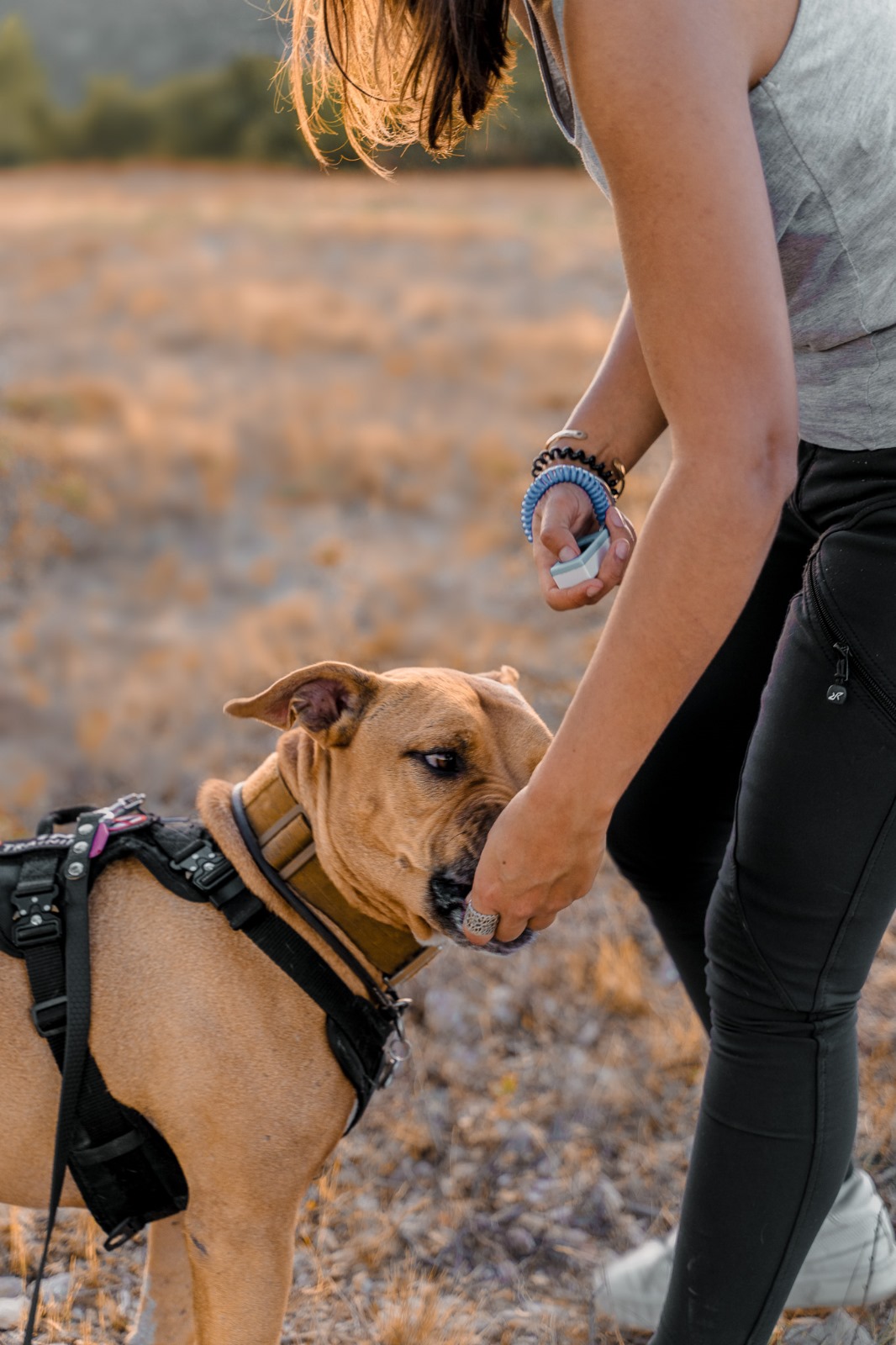 clicker training Dog training toulouse montauban