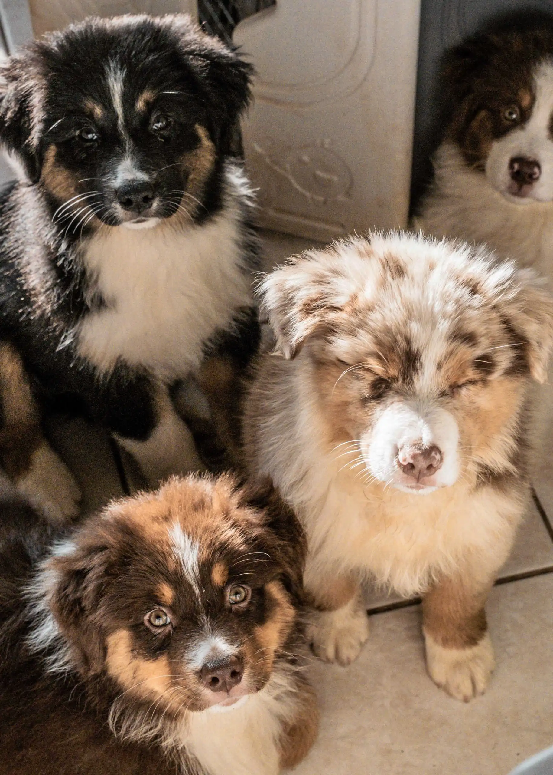 choisir une race de chien