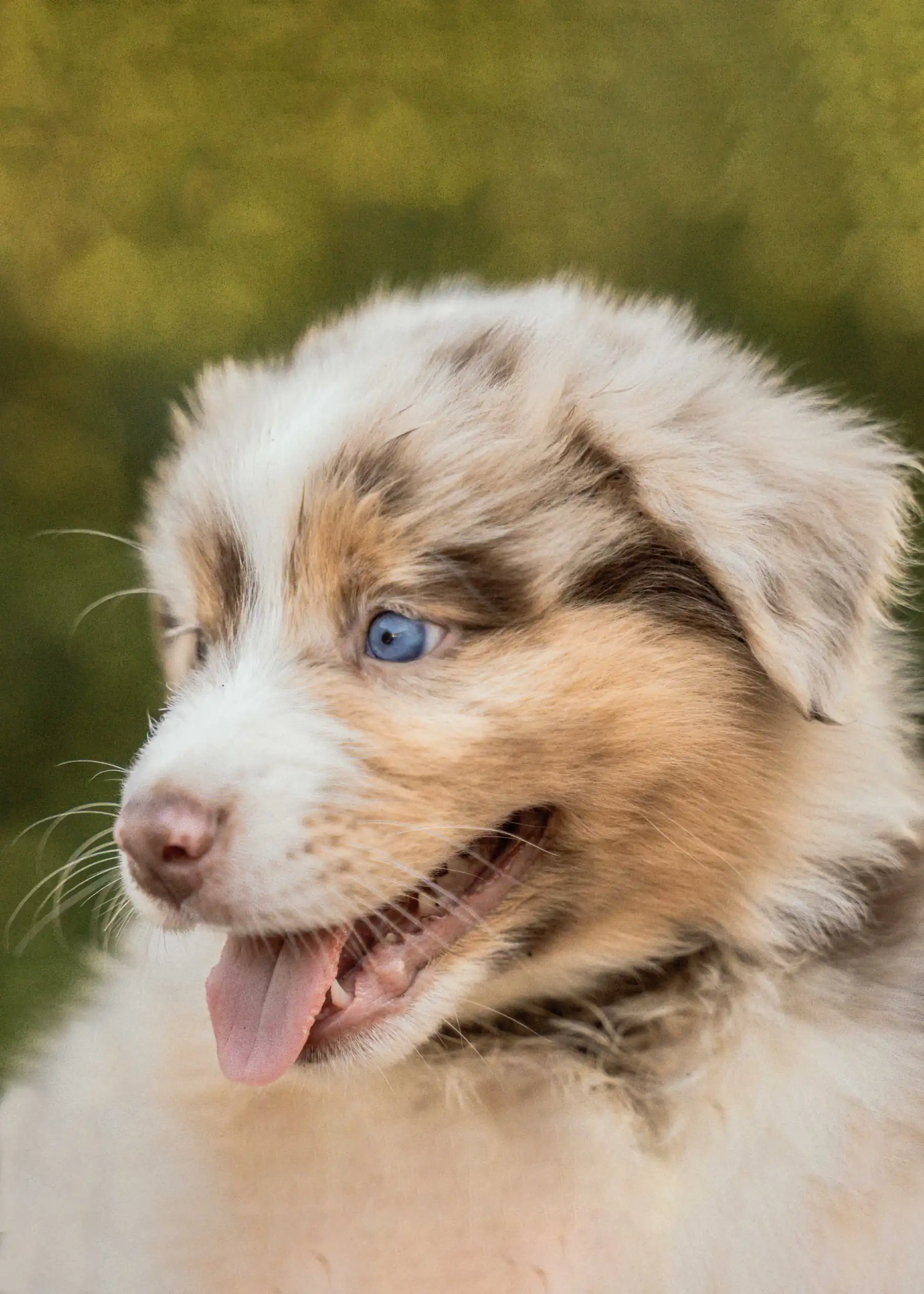 chiot en seance ecole du chiot