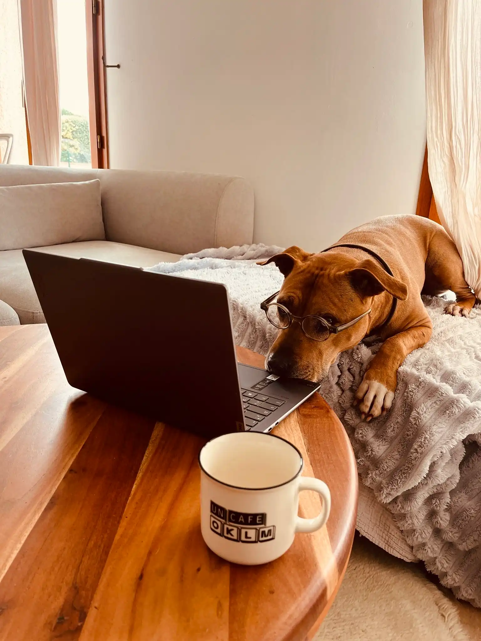 suivi en ligne chien